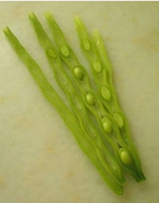 FASULYE DOĞRAMA AYIKLAMA MAKİNESİ