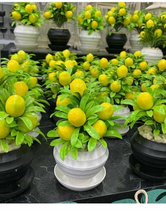 SAKSILI LİMON AGACI