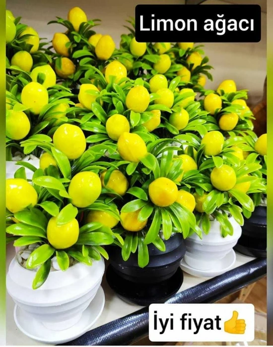 SAKSILI LİMON AGACI