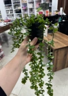 A. Yapay Sarkıt Okaliptüs Çiçek 50cm Uzunluk Saksı 9cm Taşlı
