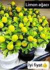 SAKSILI LİMON AGACI