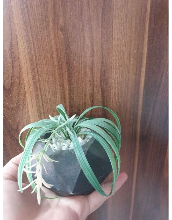 Saksılı Dekoratif Çiçek