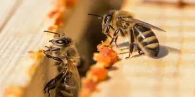 Propolis Arıların Kalesidir