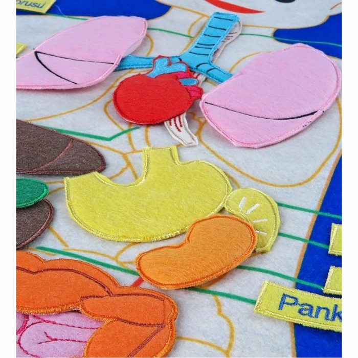 AND-5120 CIRTLI VÜCUDUMUZ PANO