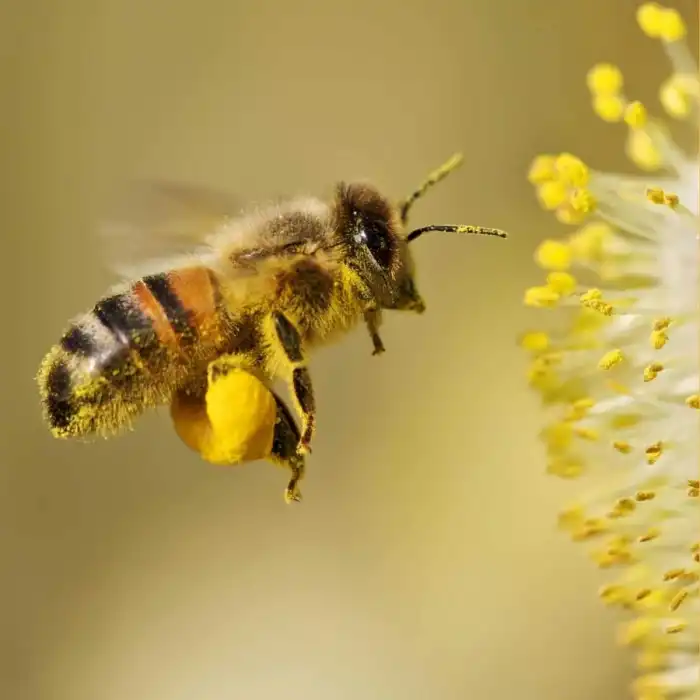 Doğal Arı Poleni / 100 gr