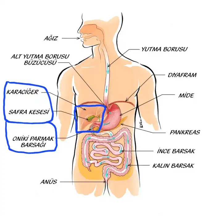 KARACİĞER Hint Yağı Sargı Bezi