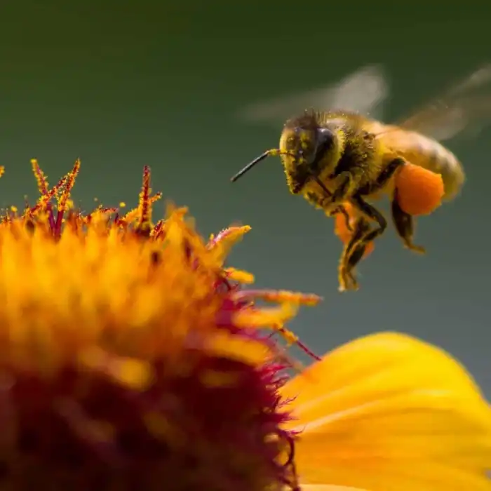 Doğal Ham Bal / 350 gr. (Polifloralı Bal - Ham Bal - Gerçek Bal)