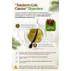 ÇAM TEREBENTİN UÇUCU YAĞI (Pinus sylvestris) – %100 Saf & Doğal / 20 ml
