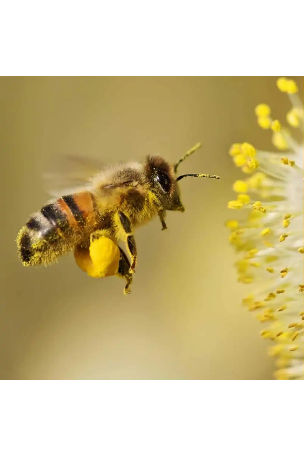 Doğal Arı Poleni / 100 gr