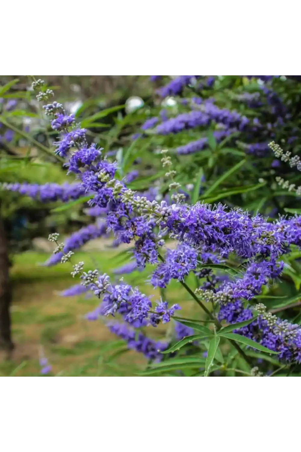 Hayıt Tohumu / 50 gr.