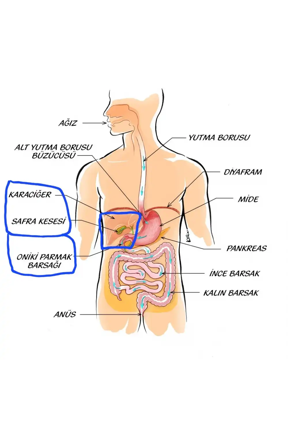 Sağ Kaburga Altı (Sağ Üst Karın) Hint Yağı Uygulama Bezi – %100 Pamuk & Sızdırmaz