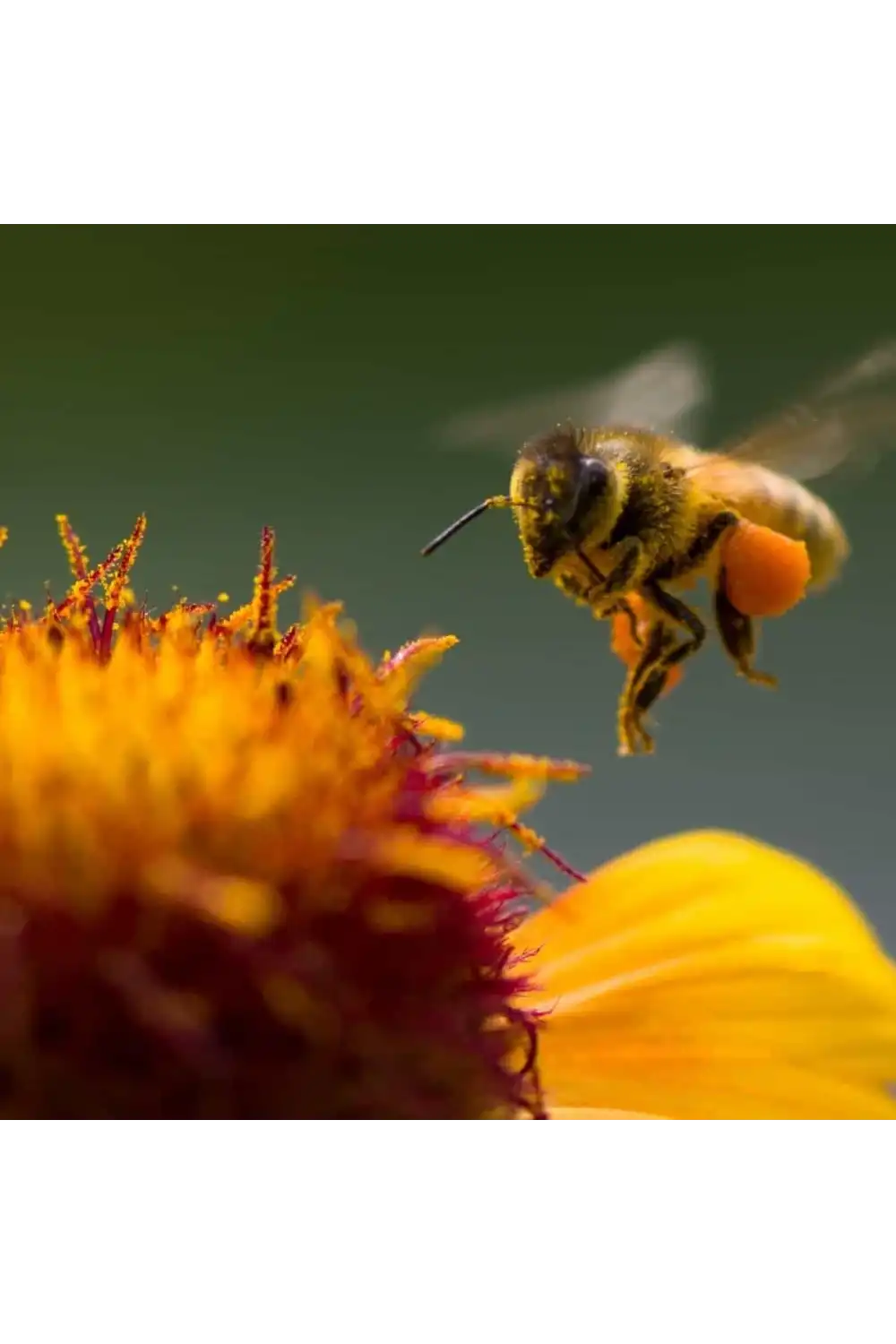 Doğal Ham Bal / 350 gr. (Polifloralı Bal - Ham Bal - Gerçek Bal)