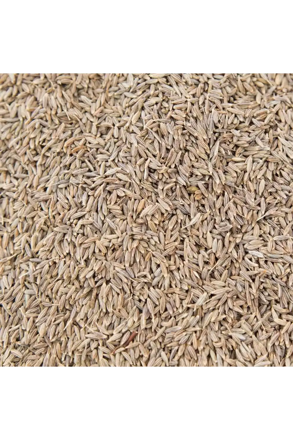 Kimyon Tohumu / 50 gr.