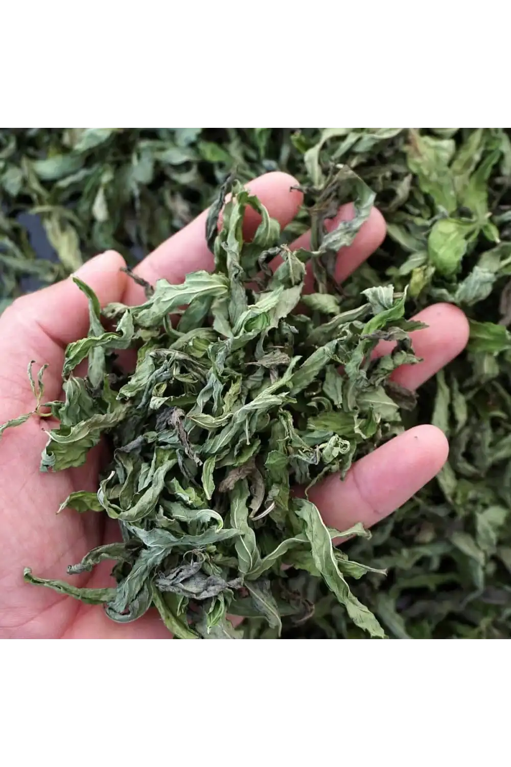 Tıbbi Nane / 50 gr.