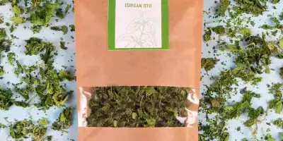 Isırgan Otu: Faydaları, Kullanımları ve Yan Etkileri