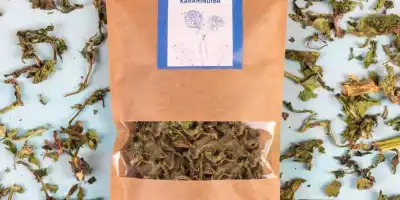 Karahindiba: Faydaları, Kullanımları ve Yan Etkileri