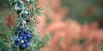 Ardıç Yağı Faydaları Nedir? Nasıl Kullanılır?