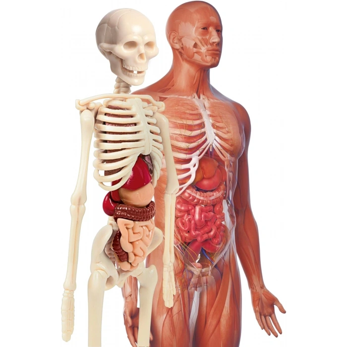 Clementoni 64297 İlk Keşiflerim İnsan Anatomisi