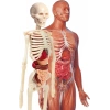 Clementoni 64297 İlk Keşiflerim İnsan Anatomisi
