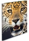 HERMA A4 LASTIKLI DOSYA PP LEOPAR