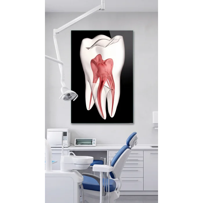 Diş Anatomisi ve Kök Kanalı Görselli Cam Tablo