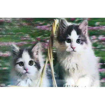 3 Boyutlu Resim  Sevimli Kediler İkili Kedi Resmi Tablosu 40x60 Cm