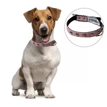 New Yumuşak Dokulu Deri Köpek Gezdirme Boyun Tasması Medium