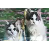 3 Boyutlu Resim  Sevimli Kediler İkili Kedi Resmi Tablosu 40x60 Cm