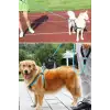 New Reflektörlü Fosforlu Köpek Gezdirme Halatı Tasma Kayışı Metal Kancalı 130 cm