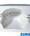 ZURIHLAB Diş Modeli - Alt ve Üst Çene Anatomik Eğitim Modeli