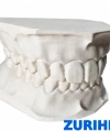 ZURIHLAB Diş Modeli - Alt ve Üst Çene Anatomik Eğitim Modeli