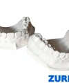 ZURIHLAB Diş Modeli - Alt ve Üst Çene Anatomik Eğitim Modeli