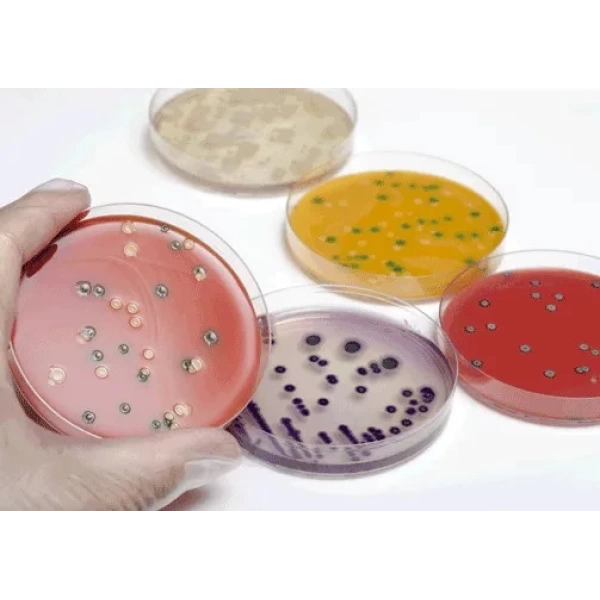 Hazır Campylobacter Selective Besiyeri - 10 Adetlik Set - Yüksek Kaliteli