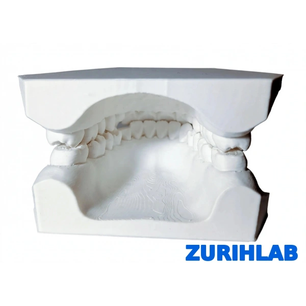 ZURIHLAB Diş Modeli - Alt ve Üst Çene Anatomik Eğitim Modeli