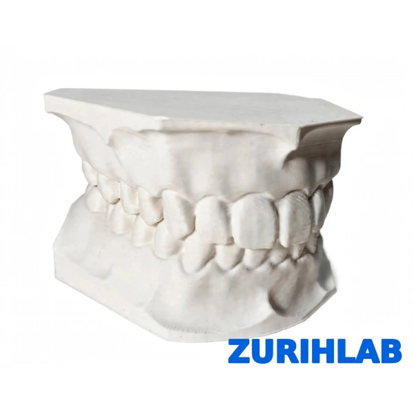 ZURIHLAB Diş Modeli - Alt ve Üst Çene Anatomik Eğitim Modeli