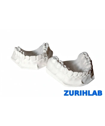 ZURIHLAB Diş Modeli - Alt ve Üst Çene Anatomik Eğitim Modeli