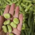 İÇ BAKLA 500 GR (AYIKLANMIŞ)