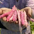 BARBUNYA 500 GR (AYIKLANMIŞ)