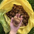 Yerli Ceviz 500 gr (Kabuklu)
