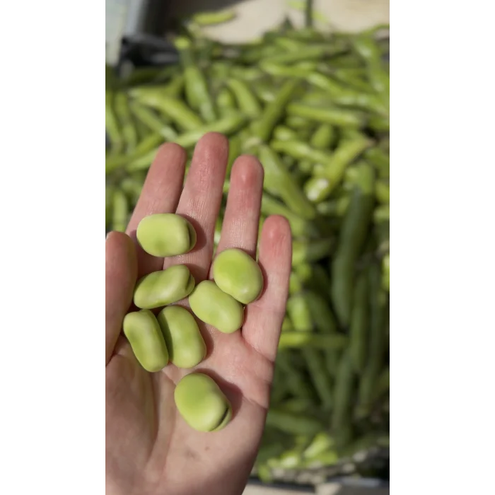 İÇ BAKLA 500 GR (AYIKLANMIŞ)