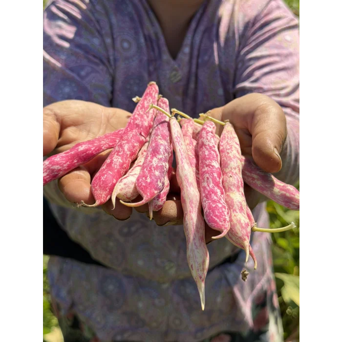 BARBUNYA 500 GR (AYIKLANMIŞ)