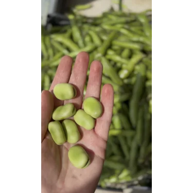 İÇ BAKLA 500 GR (AYIKLANMIŞ)