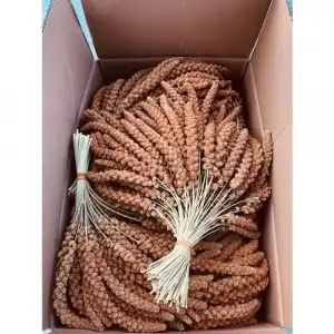 Murtcu Kızıl Dal Darı Protein Deposu Organik Kuş Yemi 1 Kg