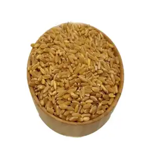 Tohumluk Bugday Sert Bugday 20 Kg