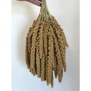 Sarı Dal Darı- 2kg-Kuş Yemi