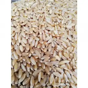 Elenmi̇ş Kirmizi Buğday 25kg