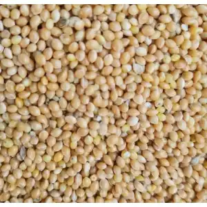 25kg Sade Muhabbet Kuşu Yemi(Sari Dari)