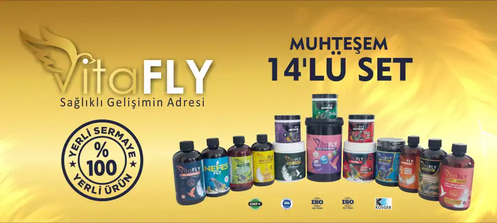 VİTA-FLY