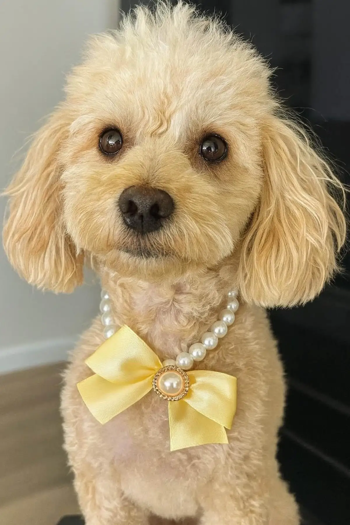 Beyaz Ve Sarı Renk Kurdele Figürlü İnci Detaylı L Beden Köpek Tasması