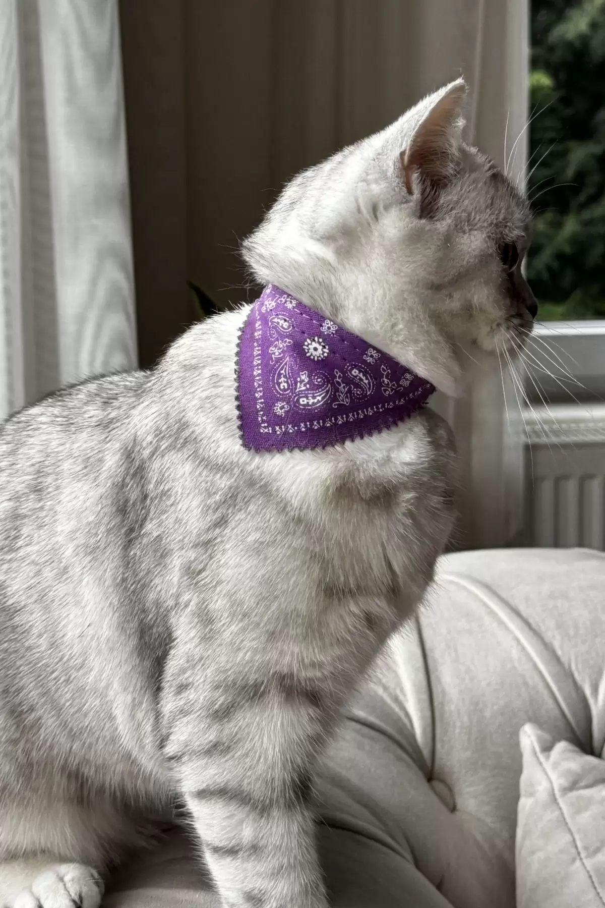 Mor Renk Fularlı Kedi Tasması